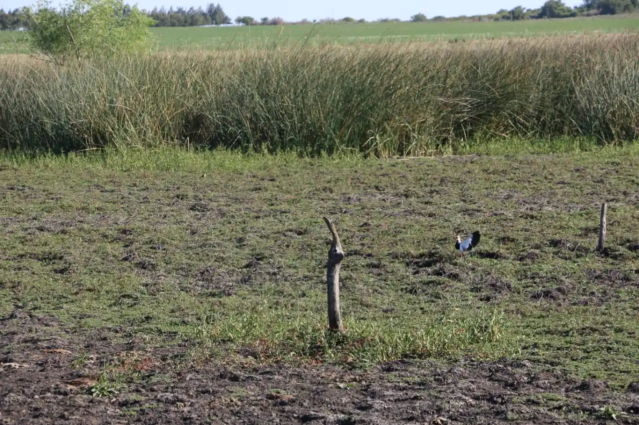 La sequía vuelve a castigar al sur entrerriano