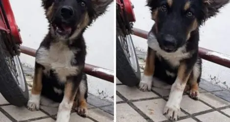 Perro encontrado