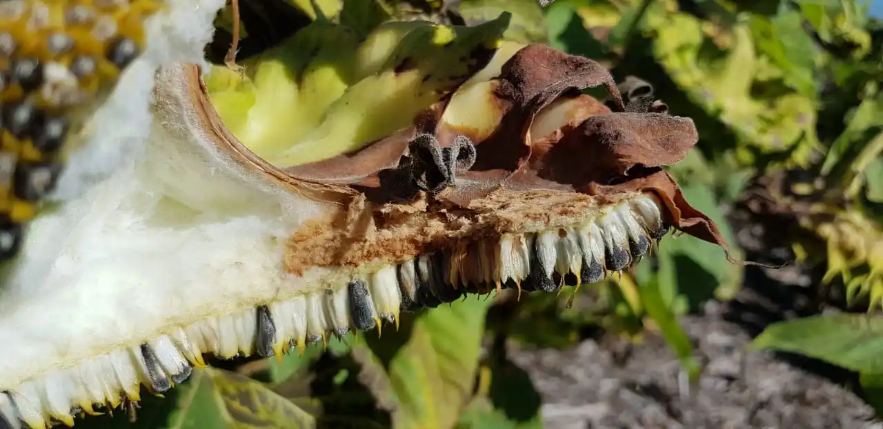 El girasol cada vez más amenazado por el cancro del tallo y del capítulo