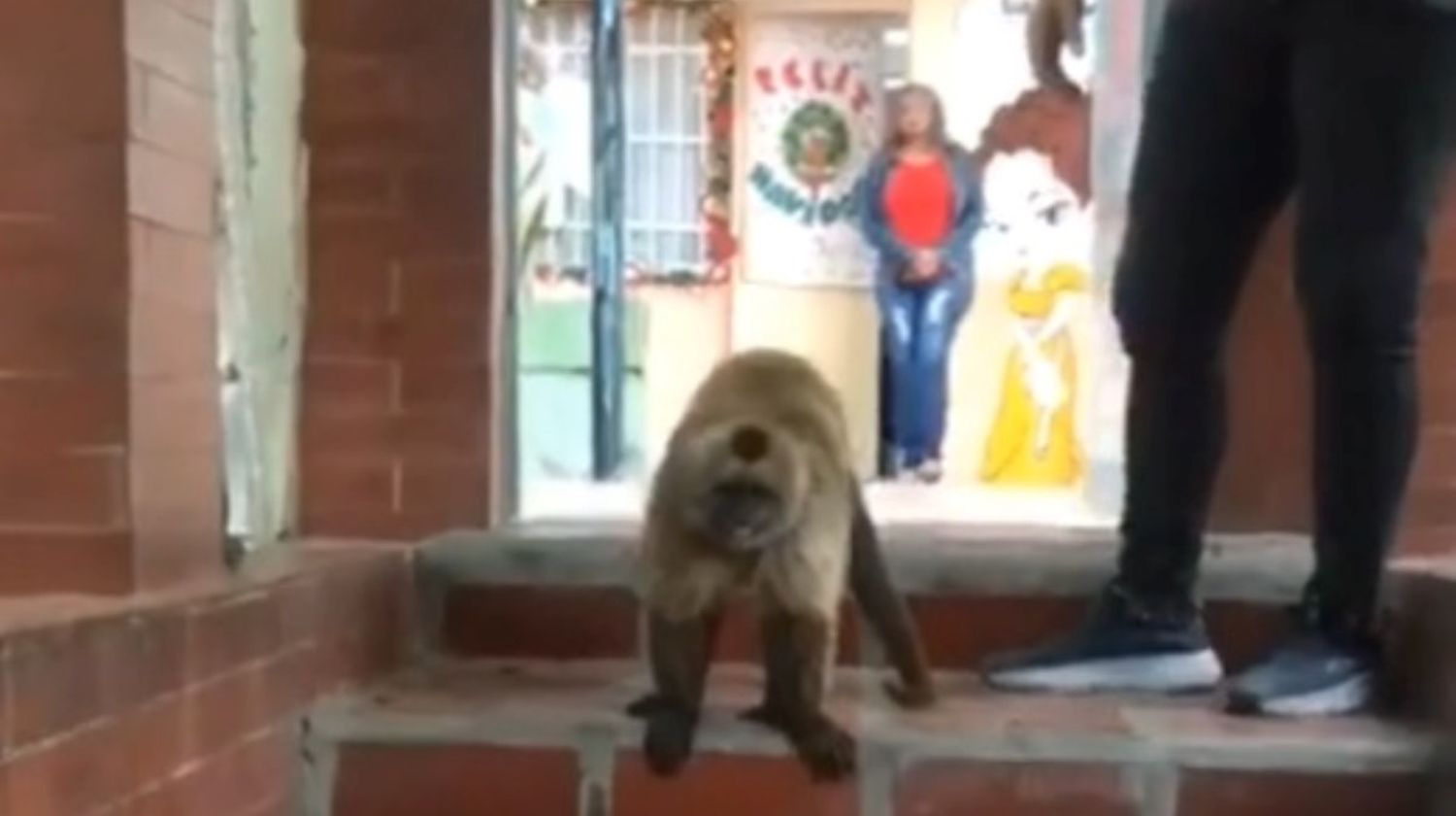 ¡NO ES EL PLANETA DE LOS SIMIOS! Monos Capuchinos se adueñaron de un preescolar en Caracas (VIDEO)