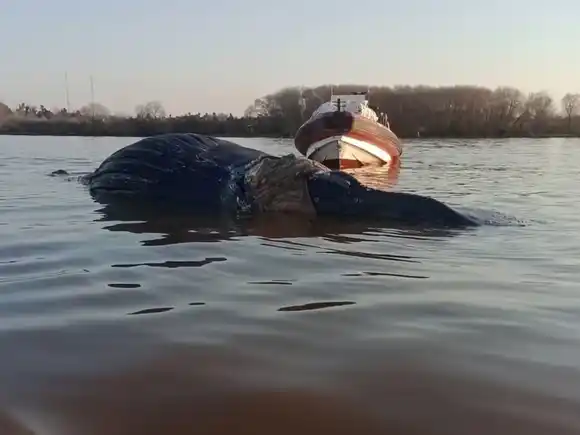 Encontraron una ballena muerta en el río Paraná a la altura de Zárate