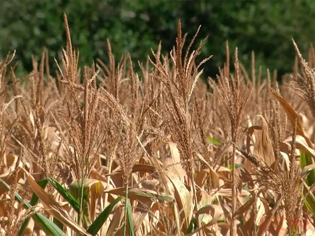 Ola de calor y sequía: confirman oficialmente la llegada del fenómeno La Niña