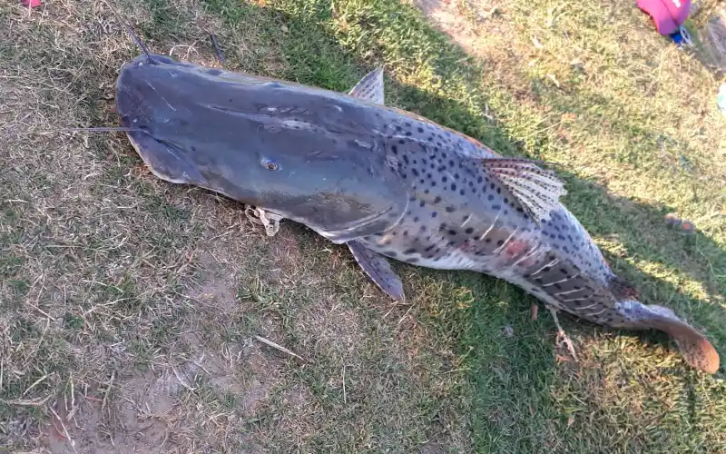 Surubíes en el puerto: a qué se debe el fenómeno