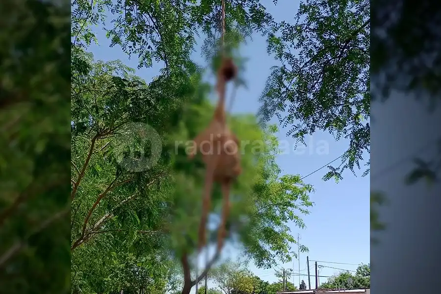 ¿Un gualicho? ¿Una macumba? ¿O una gastada? Apareció una gallina colgada de un árbol de Rafaela