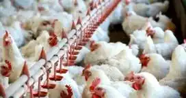 Crisis avícola: “Hoy nuestra empresa pierde más de un millón de pesos por mes”, dijo Motta