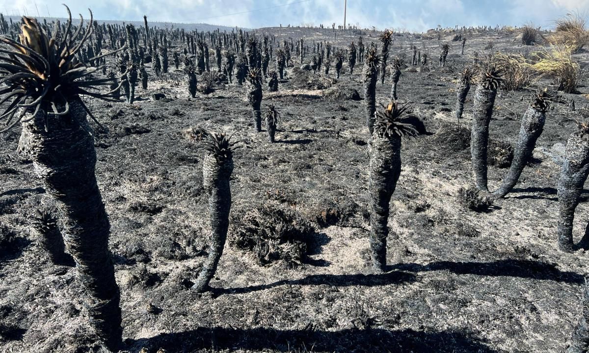 Solo cenizas donde había una guardería de frailejones