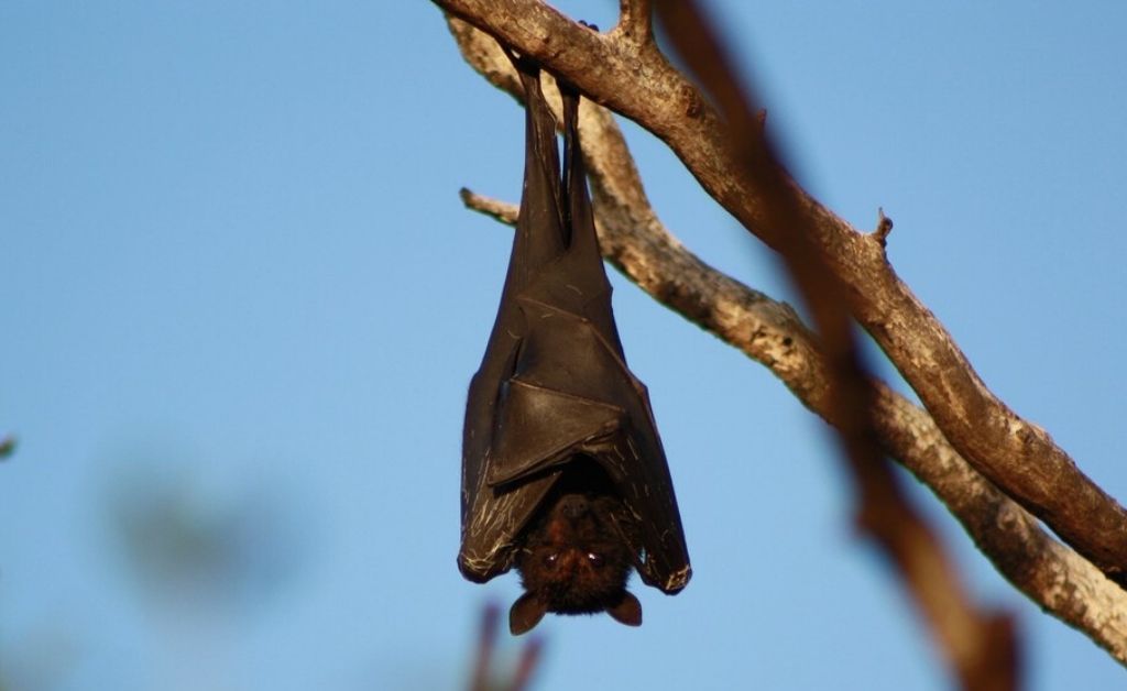 Detectaron un murciélago con rabia en la ciudad de Santa Fe