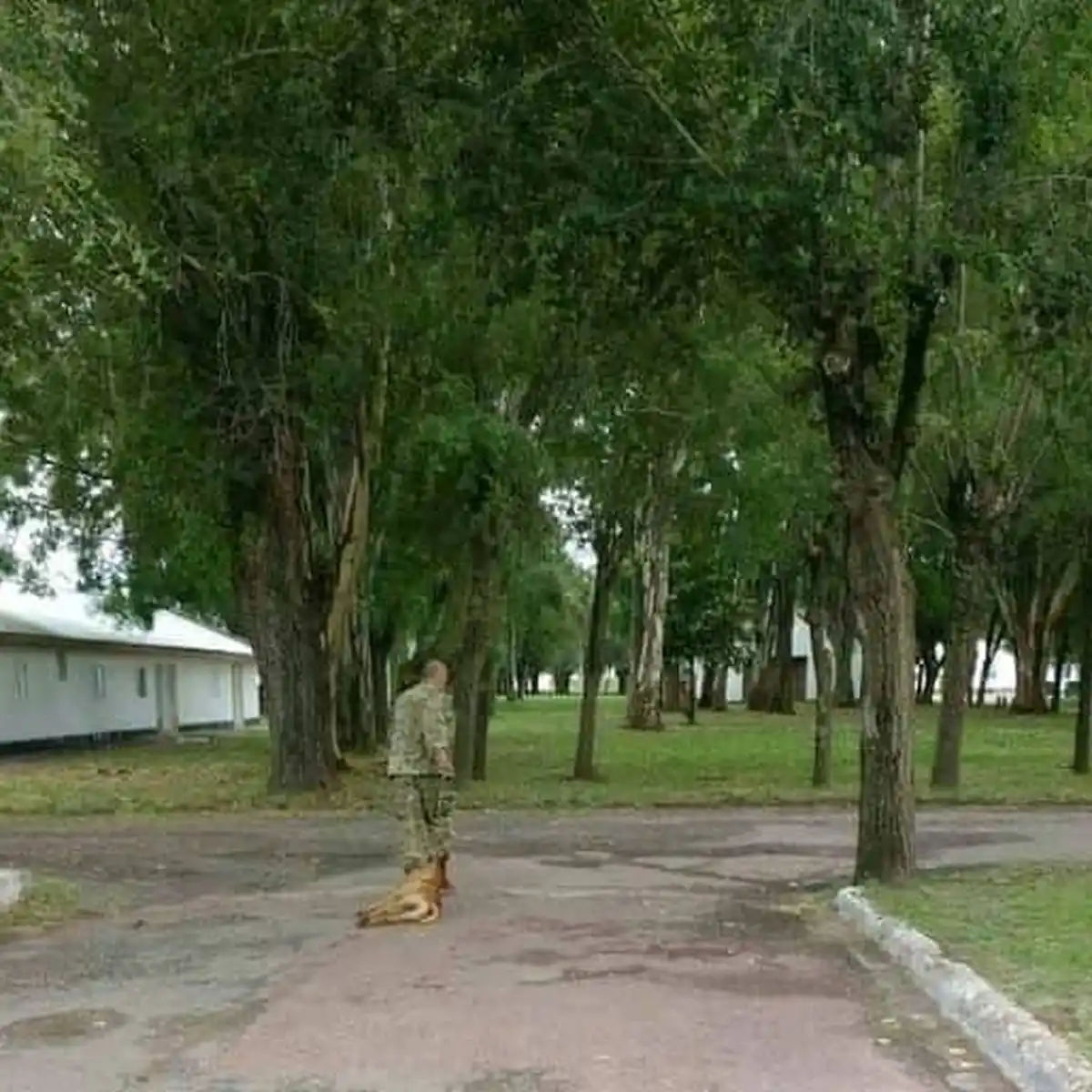 Denuncia en Olavarría: Acusan a suboficial de golpear a un perro callejero hasta matarlo