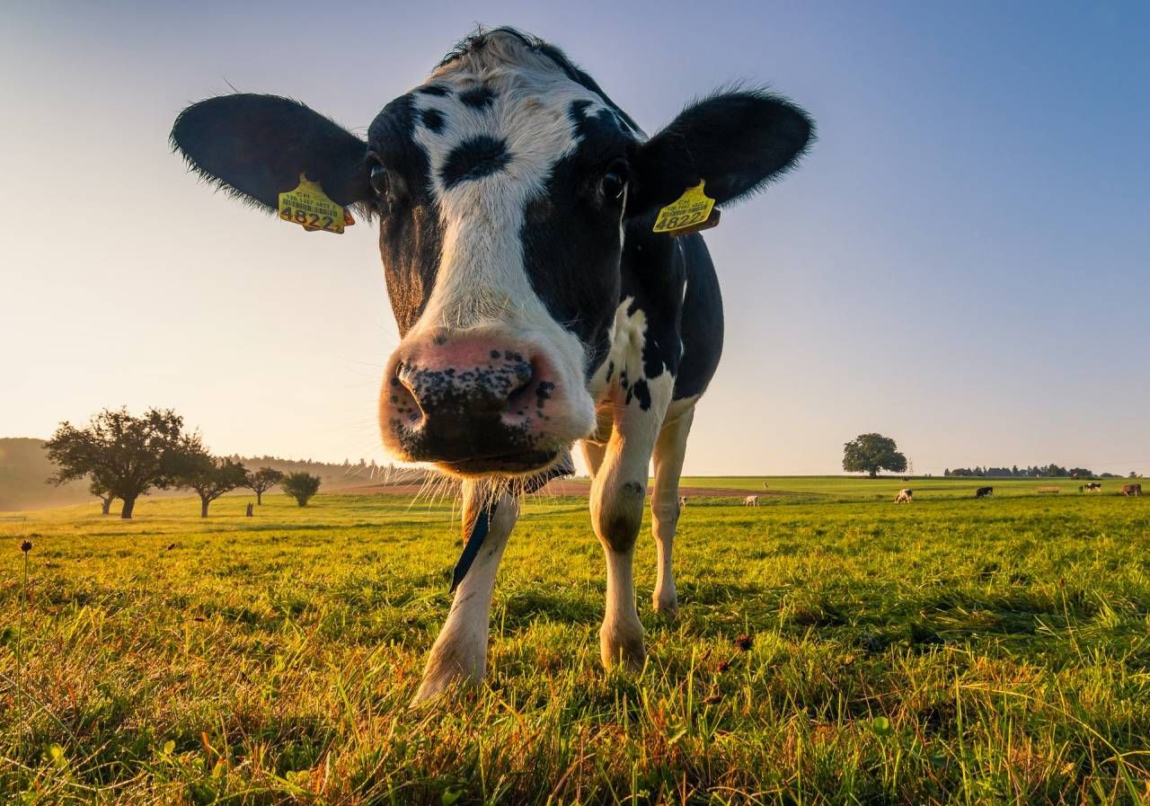 ¿Cuáles son los insumos ganaderos y veterinarios más utilizados?