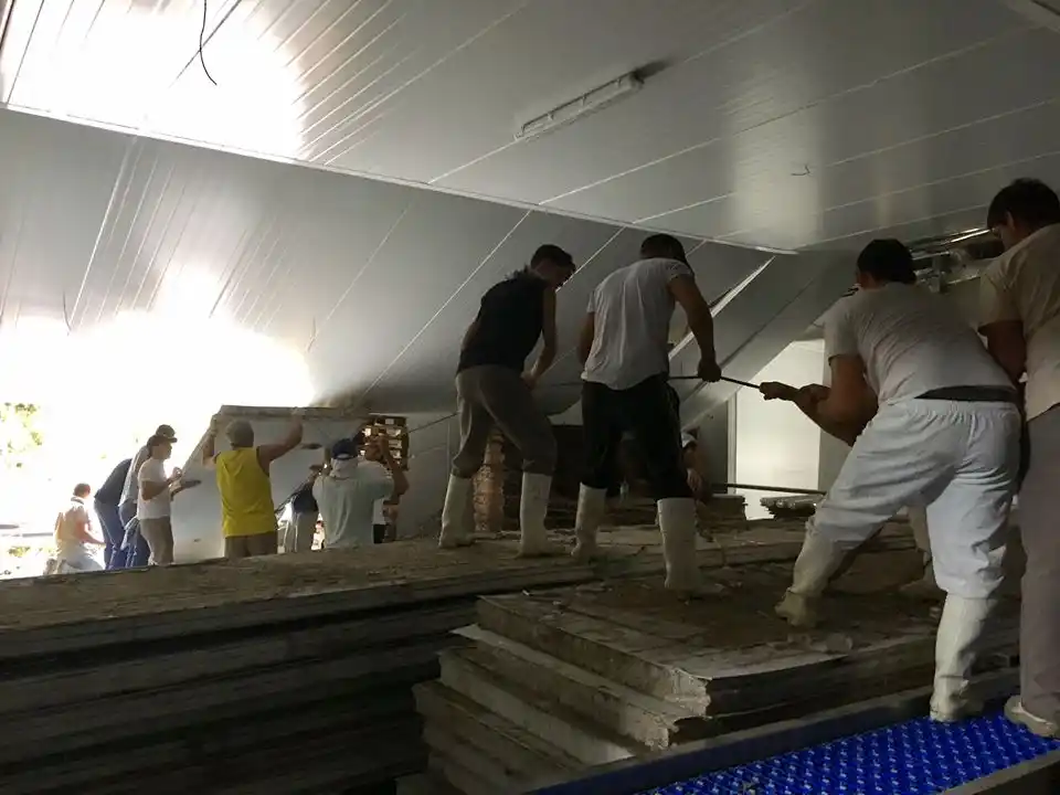 Frigorífico Optimo: Empieza la faena esta noche