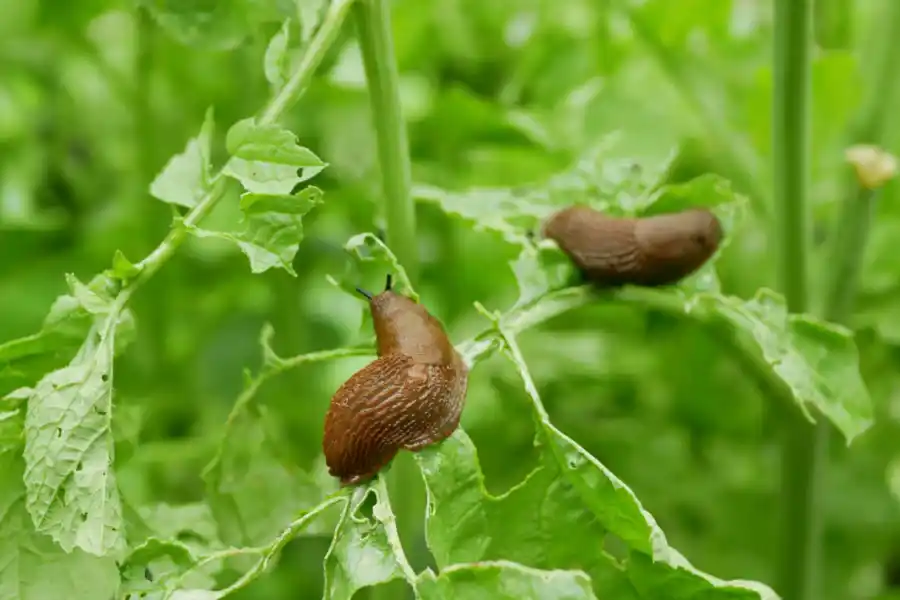 El truco definitivo para alejar caracoles y babosas de tu jardín