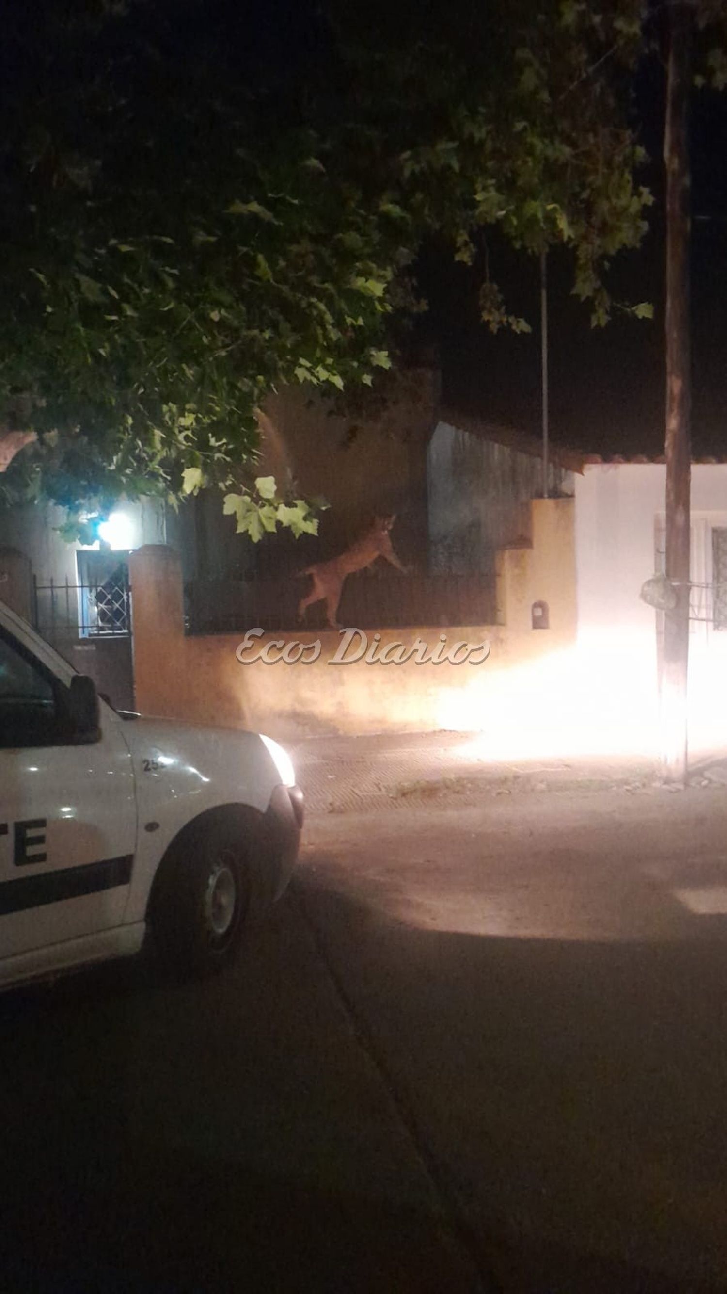El puma, a punto de ingresar en un patio