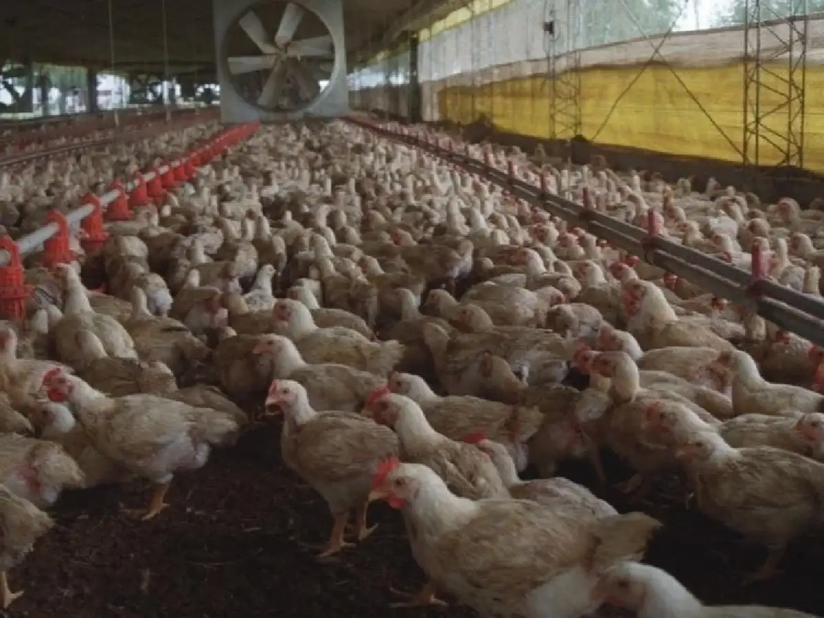 Gripe aviar: se confirmó el primer caso positivo en aves de corral en Río Negro