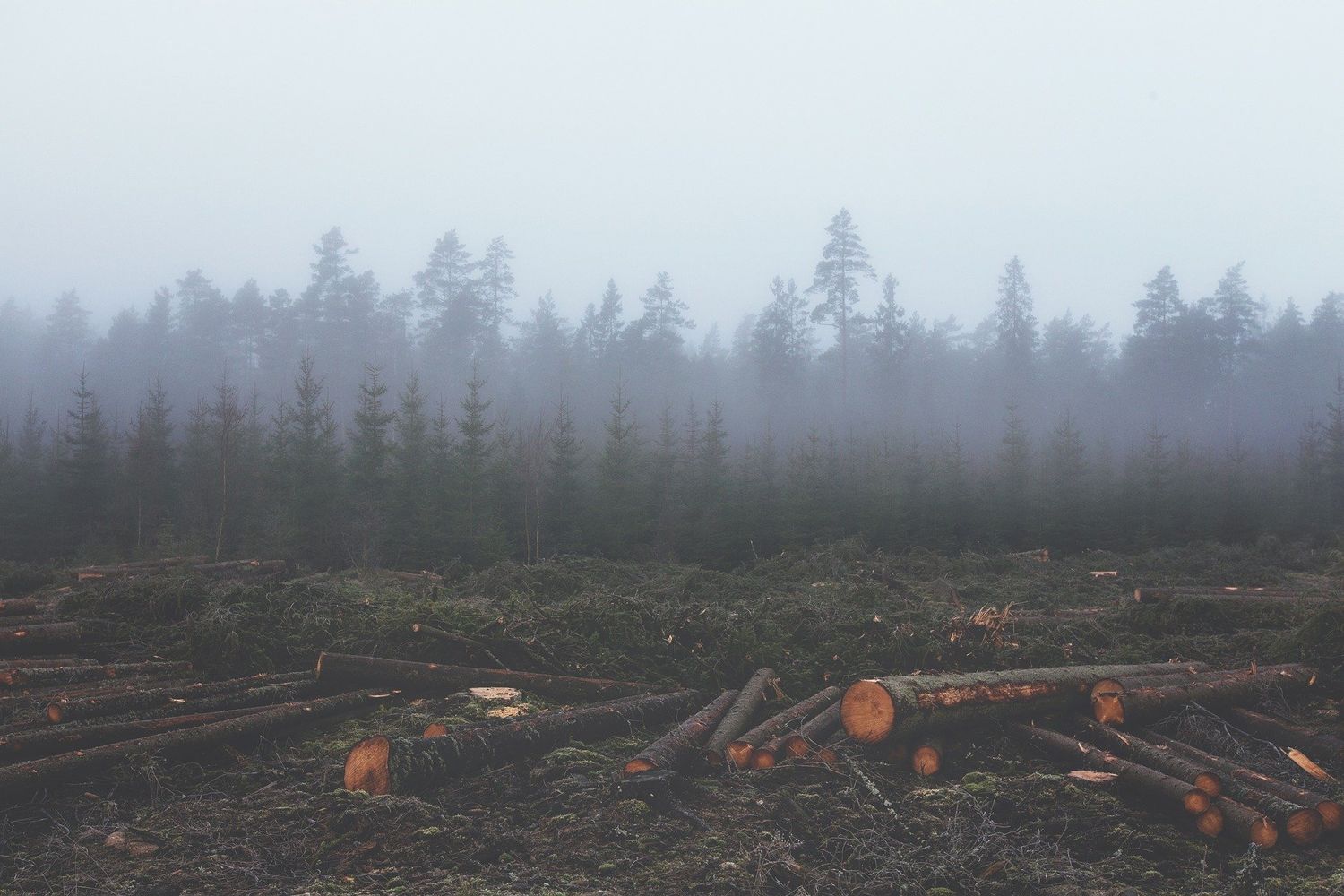 Líderes mundiales se comprometen a poner fin a la deforestación para 2030