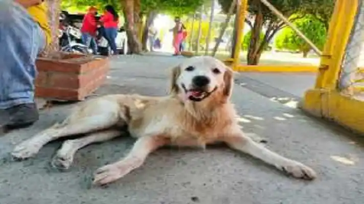 LA TIERNA HISTORIA DE ELÍAS: el perrito caminante que se quedó en la frontera