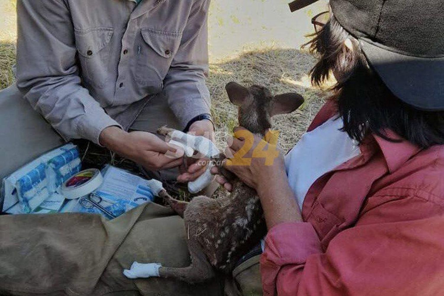 Colecta solidaria de veterinarios por animales afectados en Corrientes