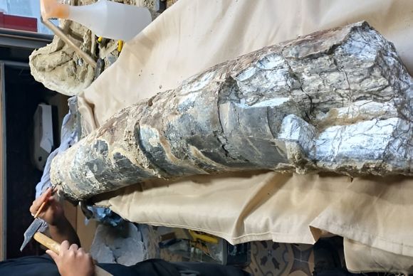 Museo Paleontológico: hallan "colmillo" de mastodonte de grandes dimensiones
