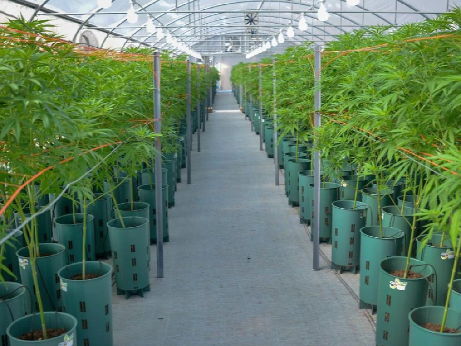 El gobierno puso en marcha la Agencia Nacional de Cannabis