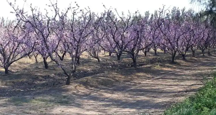 Tormenta: Municipio asistió a los afectados y no hubo daños graves en las plantaciones de durazno