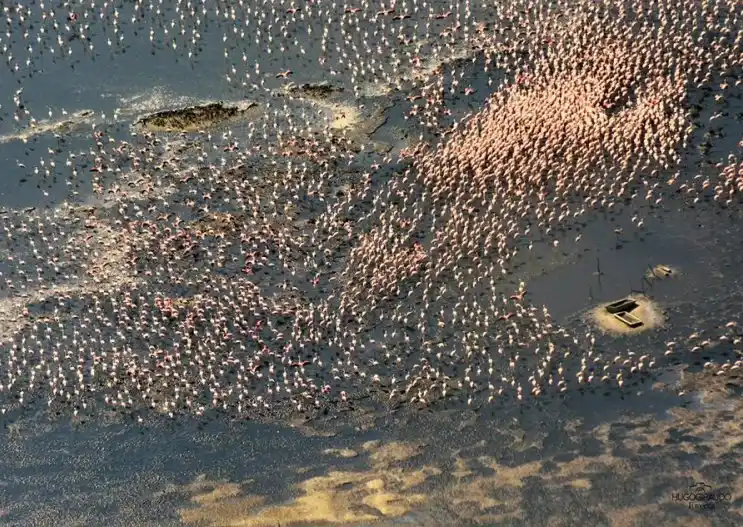 Los flamencos rosados invaden la laguna Mar Chiquita