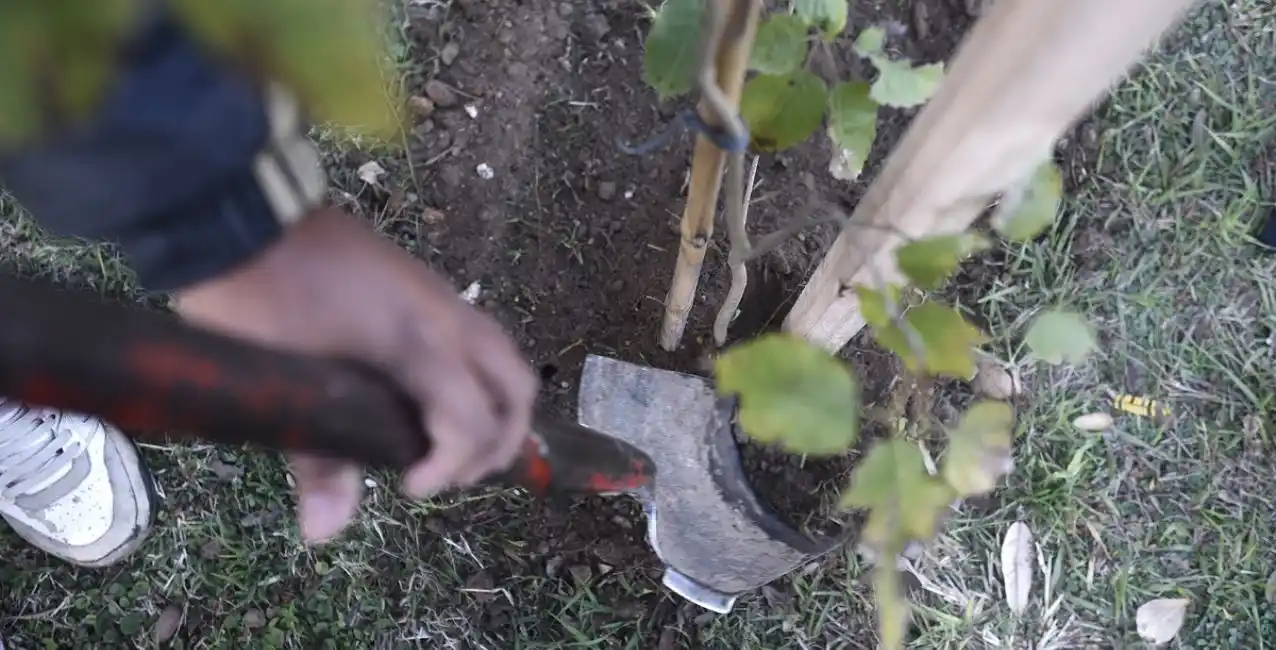 El Plan de arbolado municipal presenta un avance superior al 60%