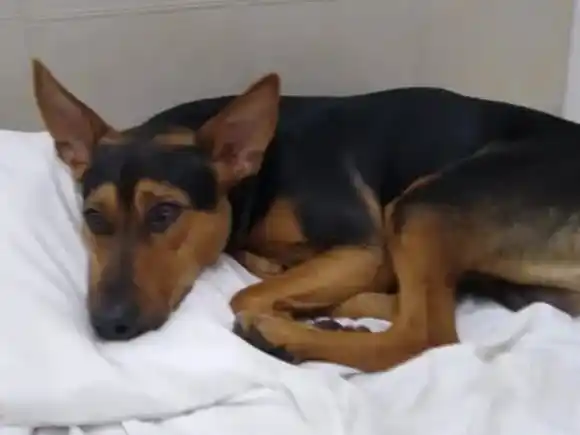 Le dieron un mes de prisión en suspenso por matar al perro 'Billy'