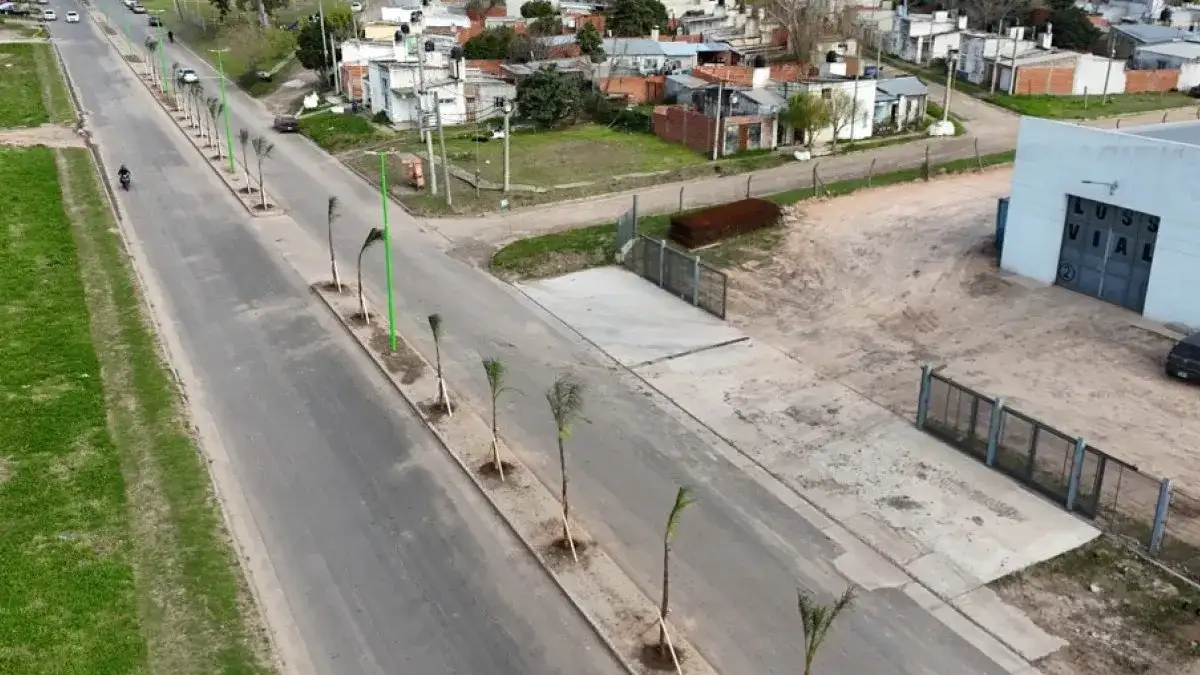 Plantaron 20 nuevas palmeras en los canteros centrales del Boulevard Daneri