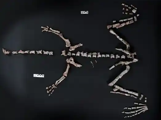 Encontraron restos fósiles de un dinosaurio que vivió hace más de 230 millones de años