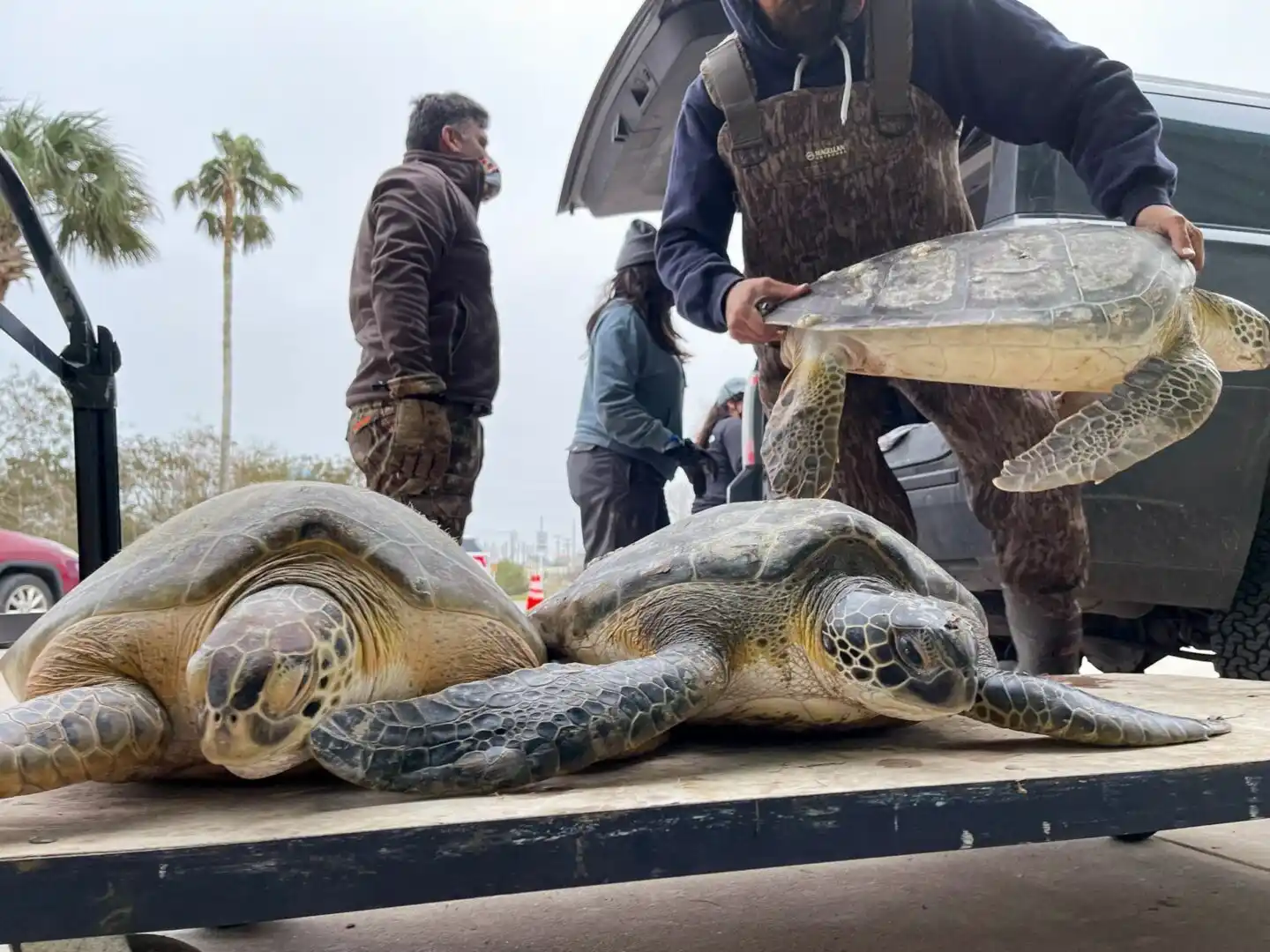 Salvan a tortugas marinas que estaban encerradas en una bodega (+ Video)