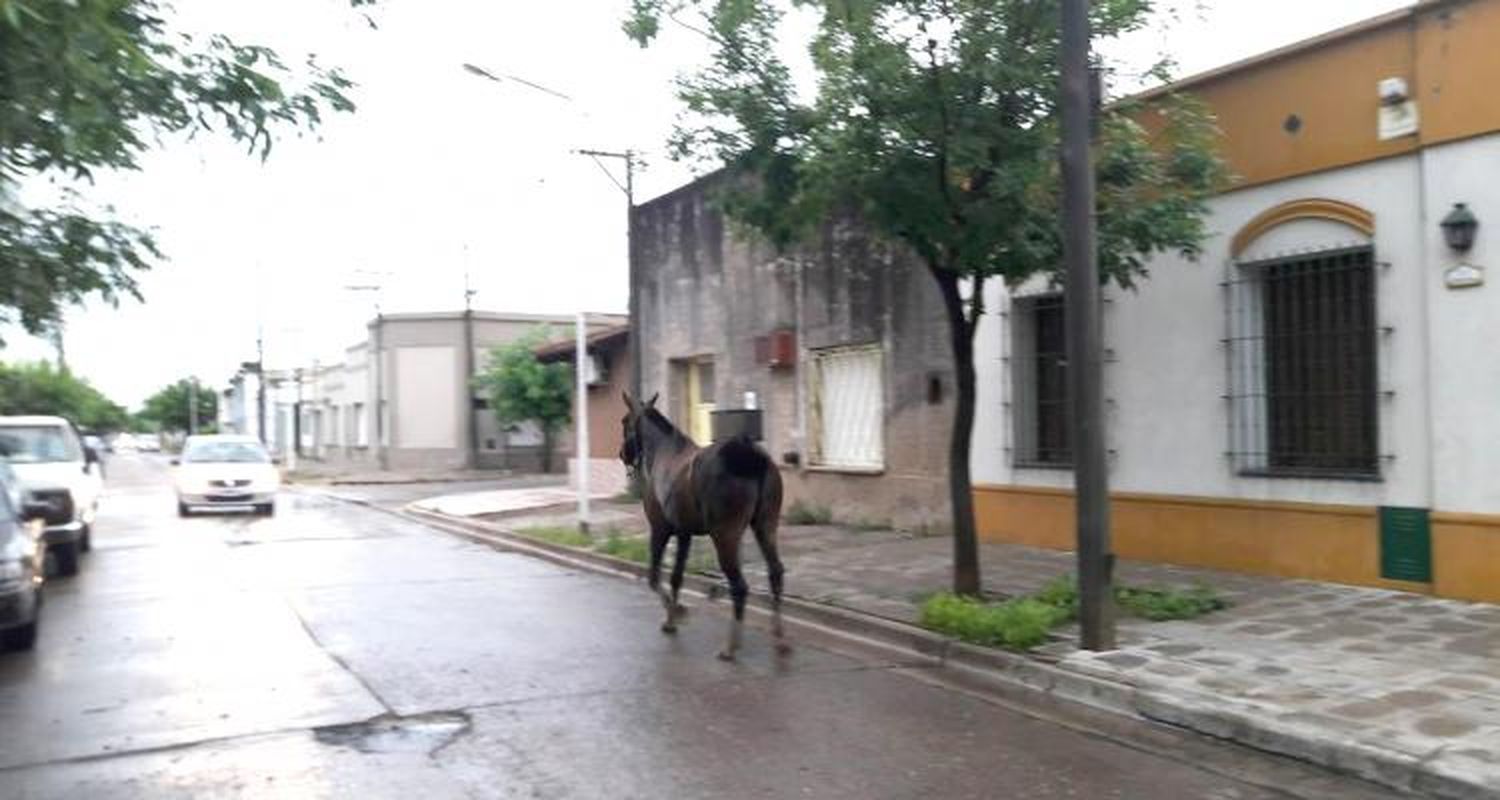 Después de la tormenta, al trote
