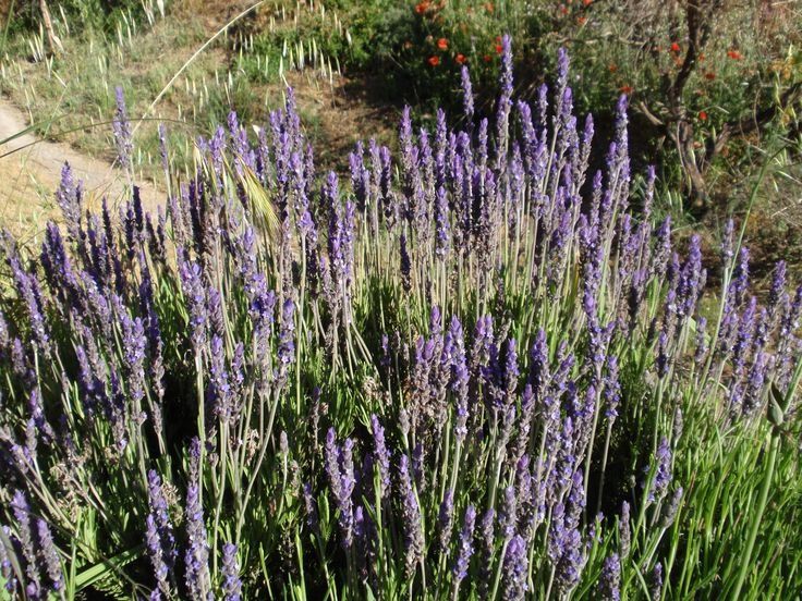 Poner ramitas de lavanda en el placard: para qué sirve y cada cuánto hay que renovarlas