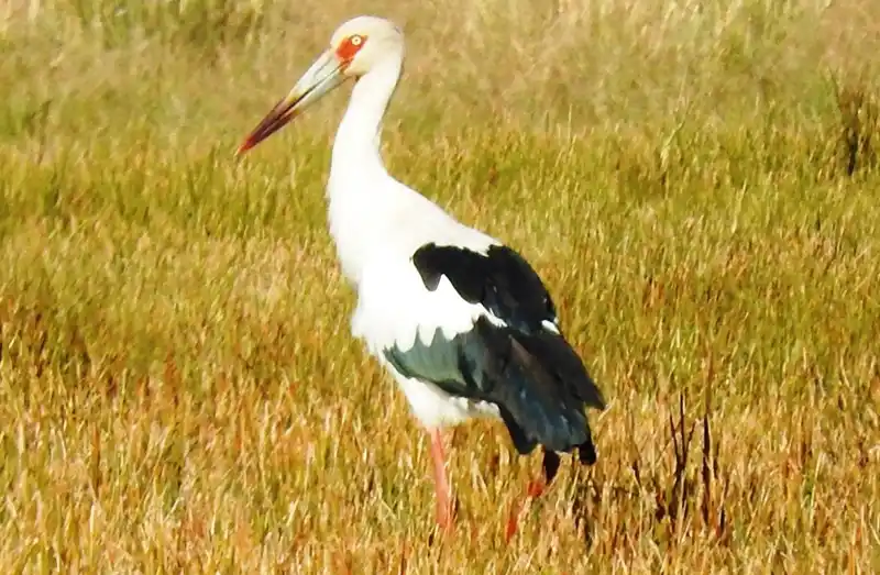 Habitantes de humedales del departamento Concordia