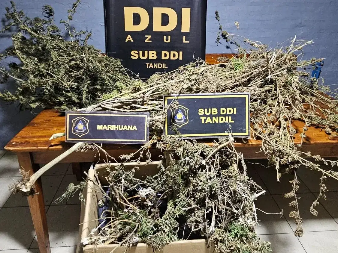 Los efectivos hallaron cinco plantas de marihuana, cuyo pesaje total alcanzó los 14,730 kilogramos.