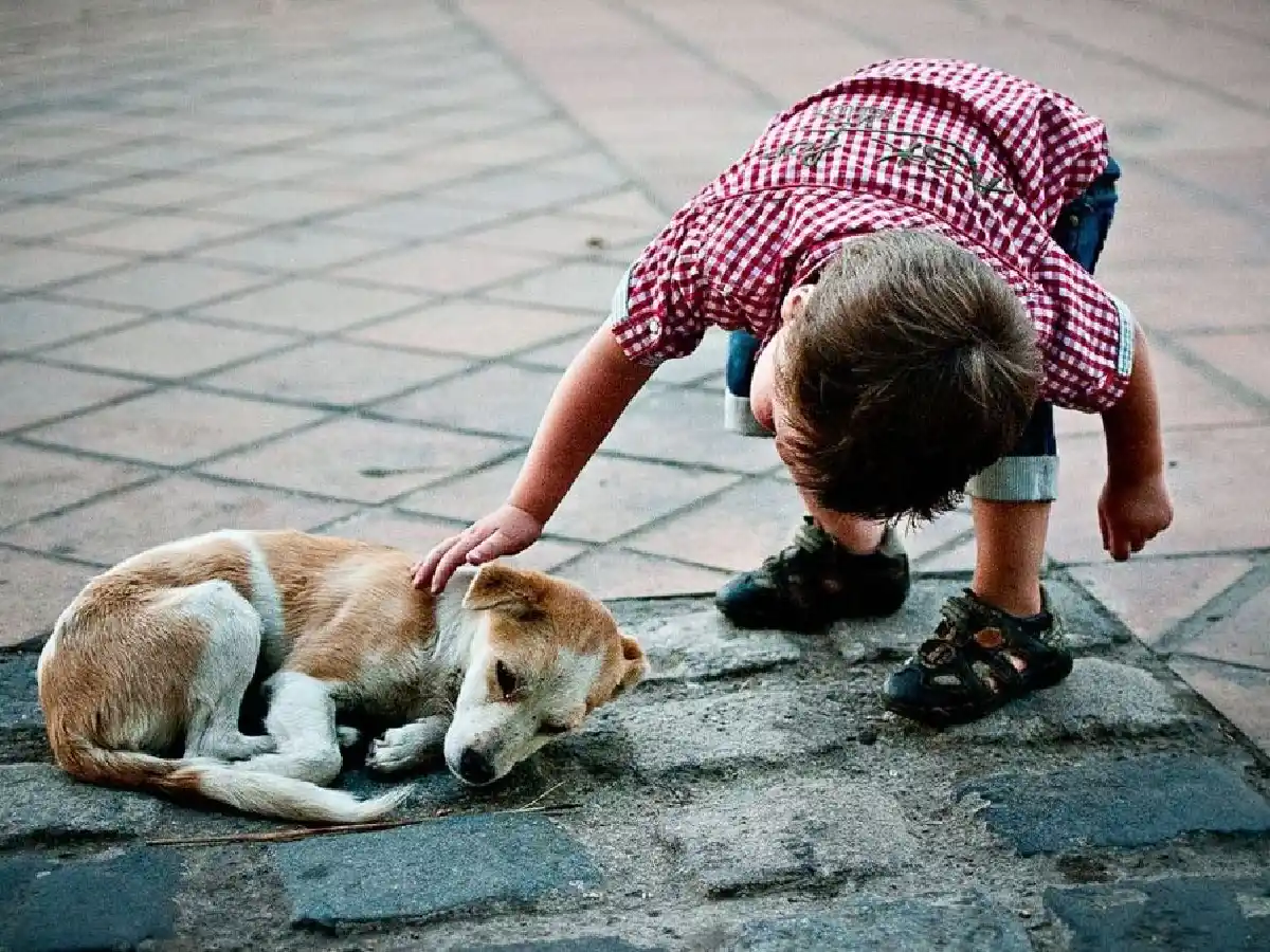 En Río Cuarto proponen eximir de impuestos a quienes adopten perros callejeros