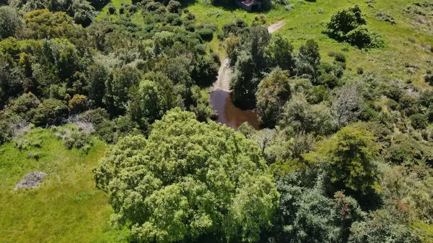 Buscan voluntarios para trabajar en un bosque de Chile con alojamiento gratuito - 3