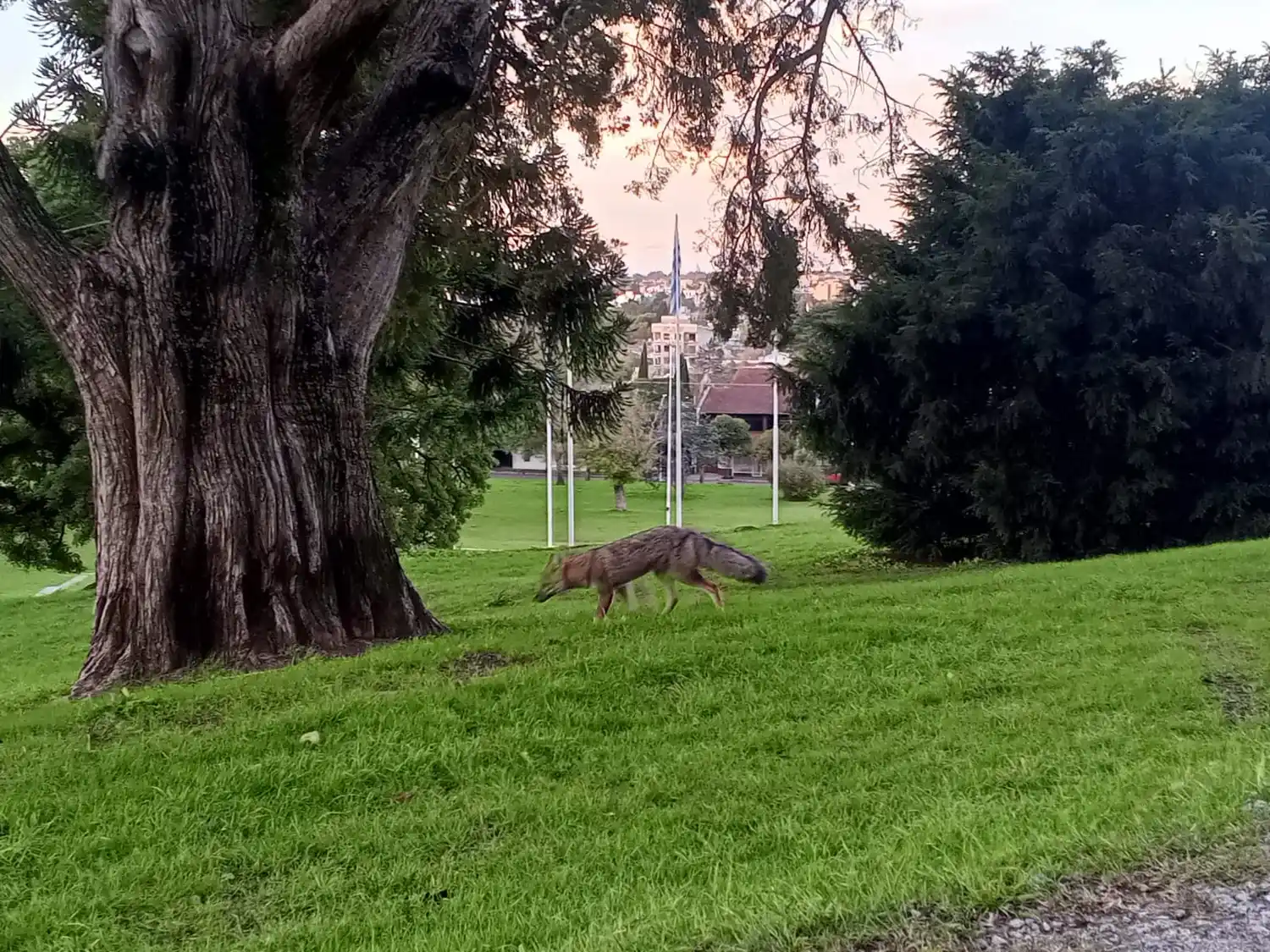 Un zorro sorprendió a vecinos en el Parque de las Banderas