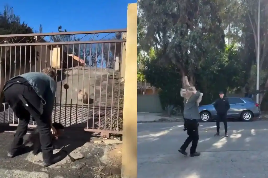 Reencuentro con su mascota