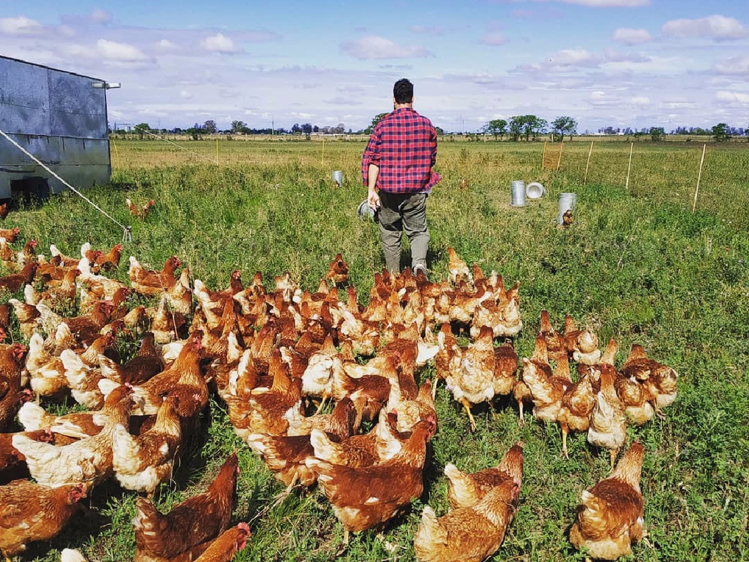 Jóvenes de Porteña venden  huevos agroecológicos 