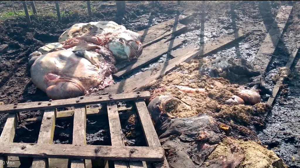 Roturas. En el alambrado de un lote del predio rural situado sobre la ruta nacional 228