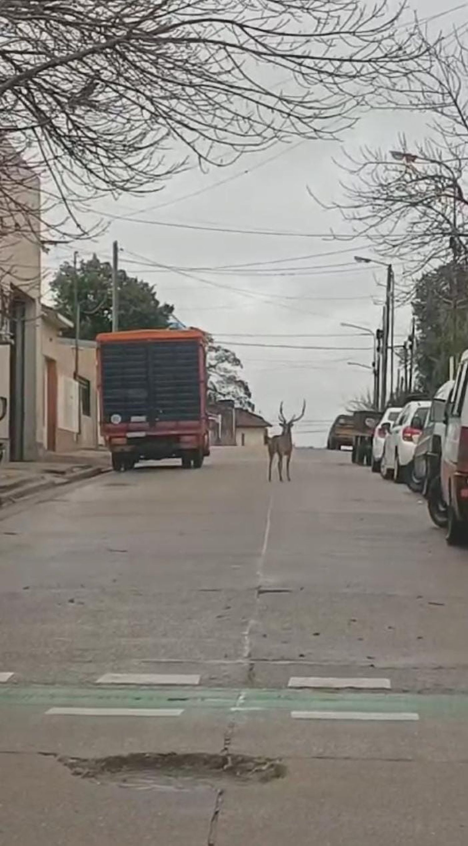 Vecinos reportaron varios avistamientos de ciervos axis en diferentes puntos de la ciudad