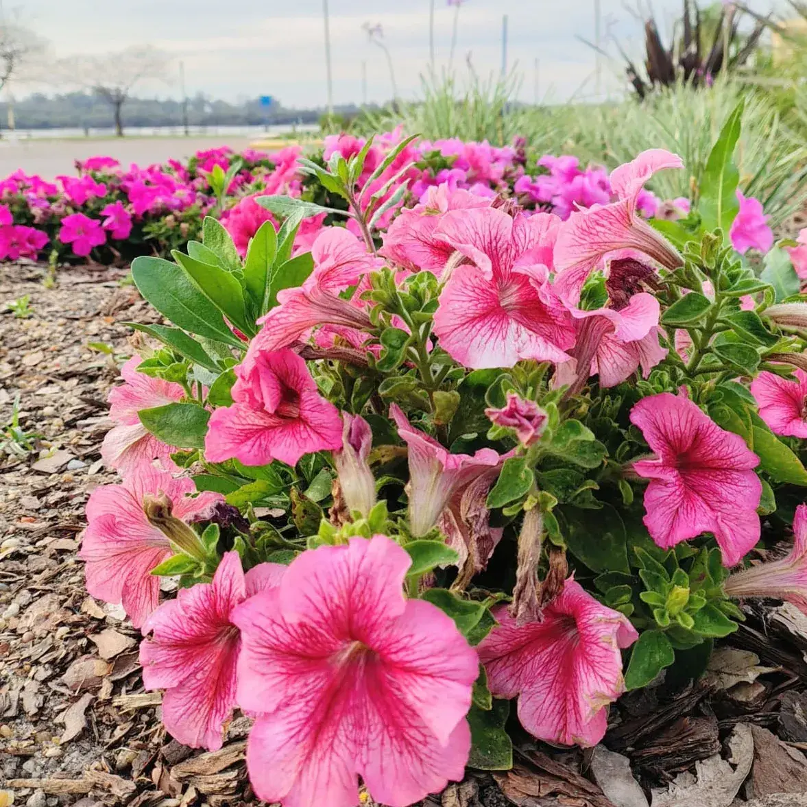 La llegada de la primavera: 5 señales de la naturaleza que indican el comienzo de la estación