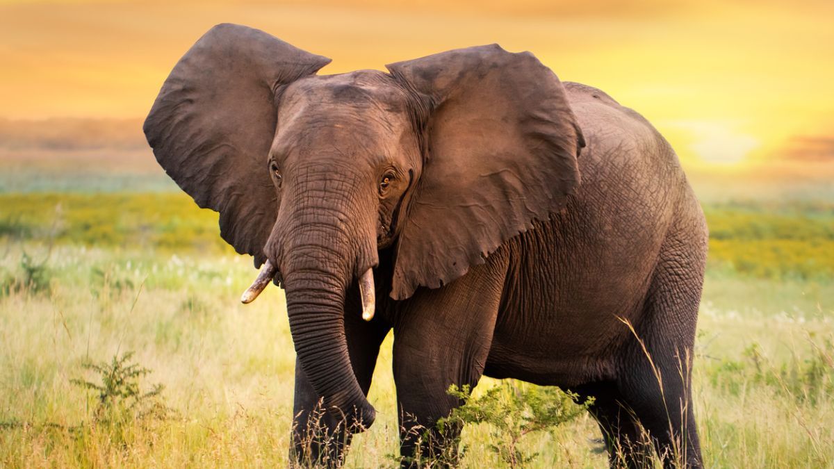 Un elefante aplastó y mató a un cazador de Zimbabue