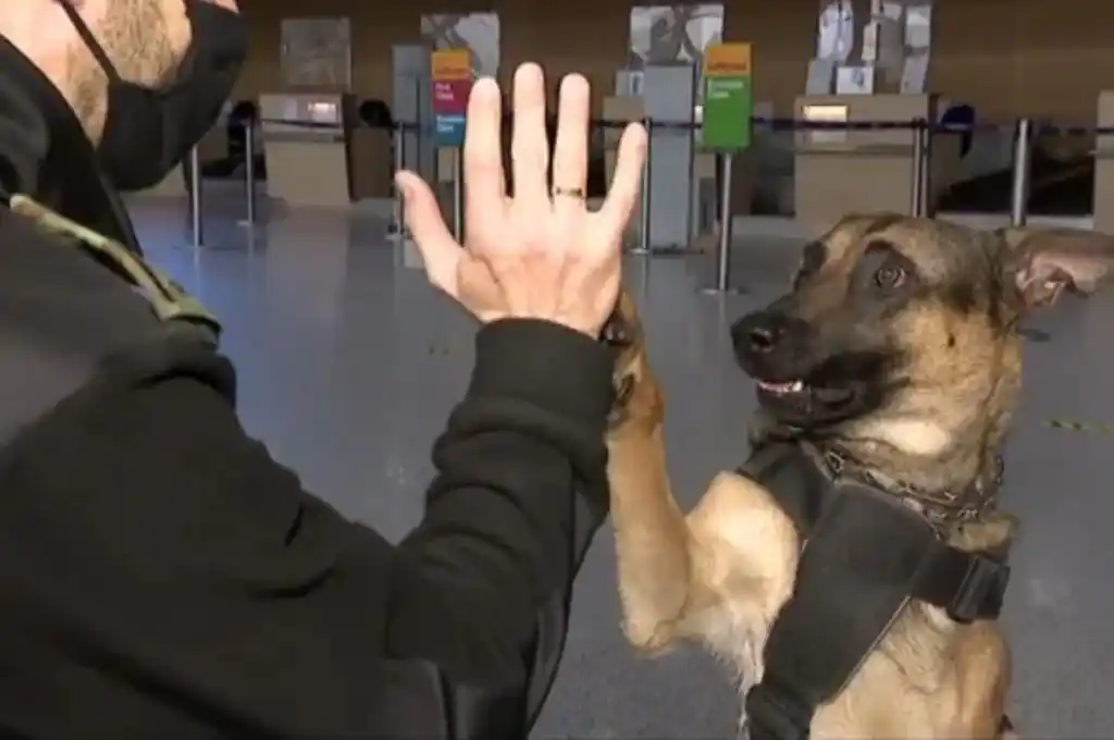 En Polonia aprueban prestaciones jubilatorias para perros y caballos policía