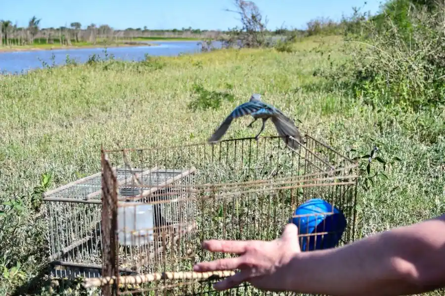 Control de Fauna: más de 300 aves liberadas
</p><p>Foto: PGPSF