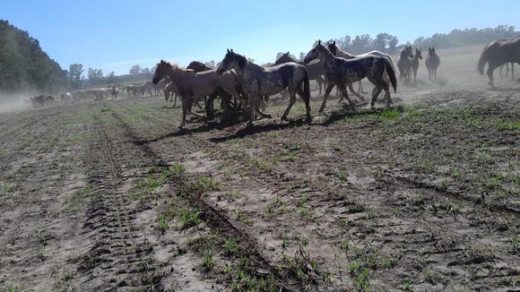 Desesperación en un vivero: tropilla le destruyó un lote de plantas de higos
