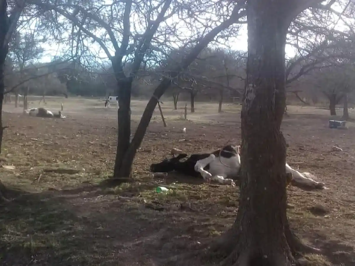 Piden investigar un presunto envenenamiento de vacas 