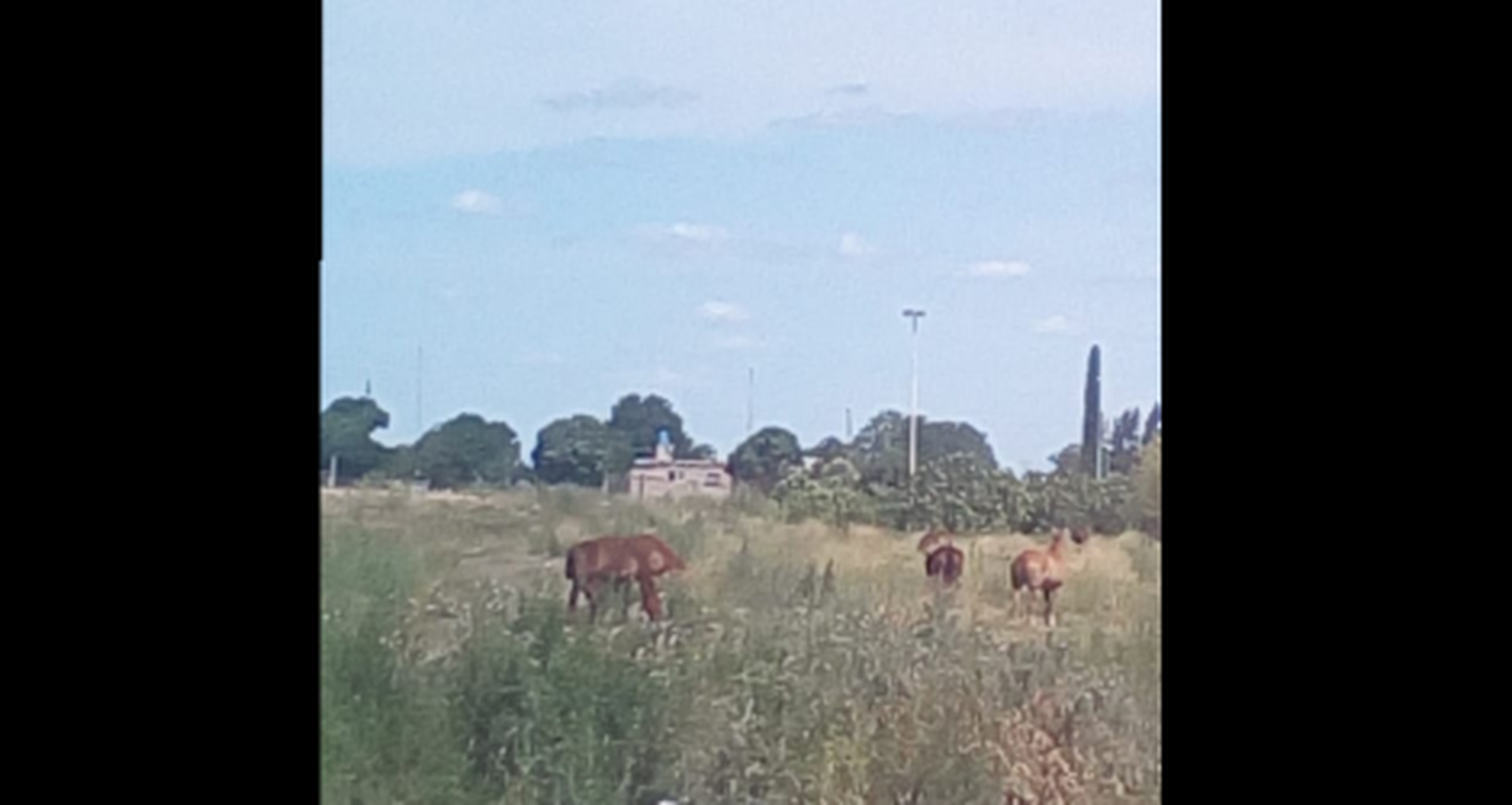 #ReporteCiudadano: Caballos al sol