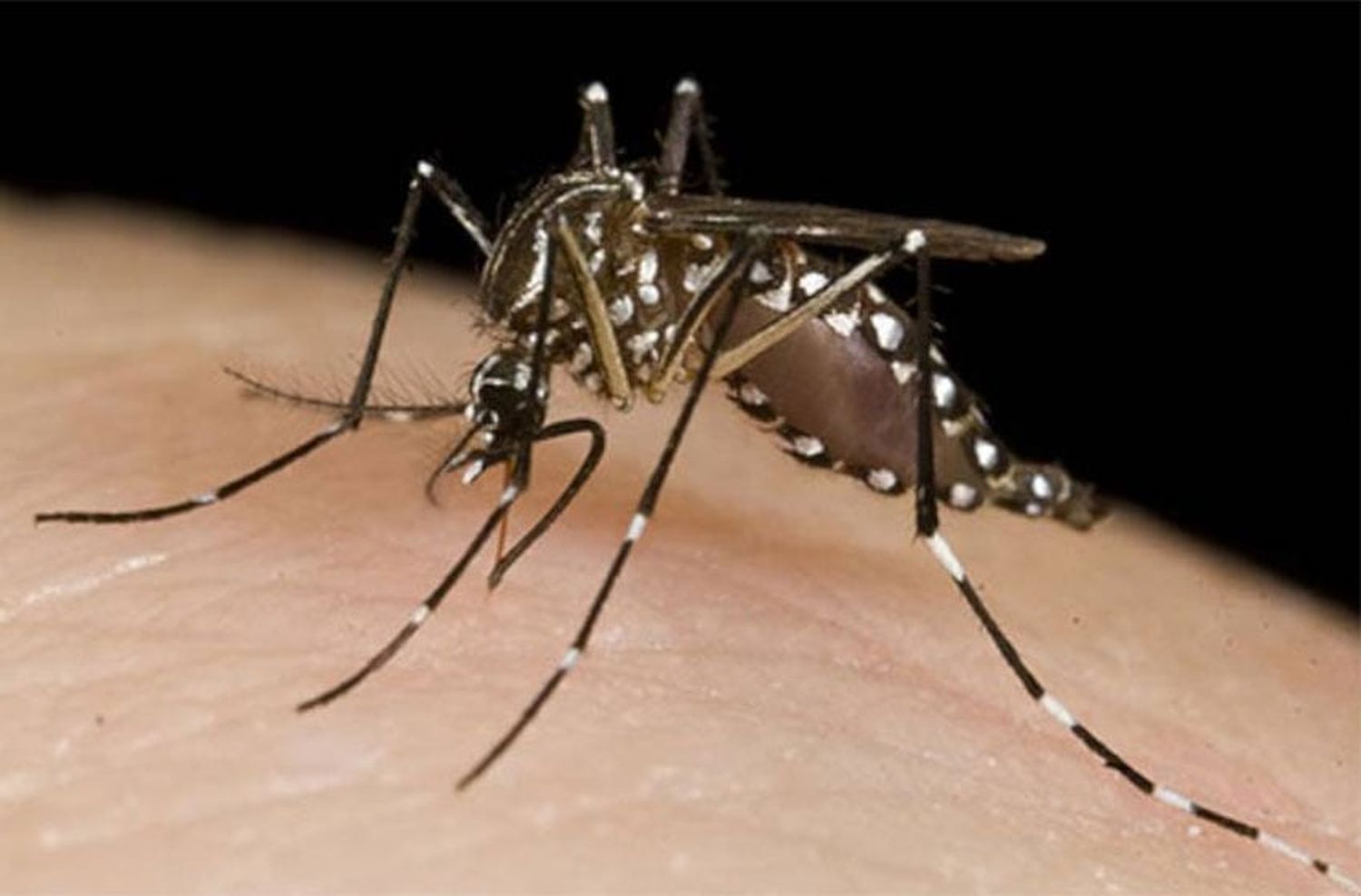 Dengue: investigadora marplatense trabaja en un proyecto para controlar los mosquitos