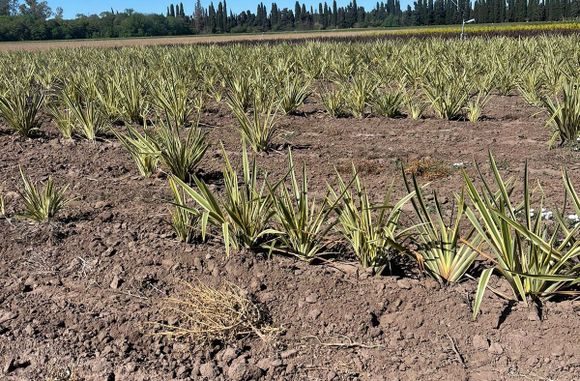 Robo en vivero: la víctima explicó en detalle por qué sospechan de otros productores