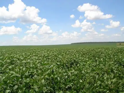 Las lluvias cambiaron el panorama y ya prevén una cosecha récord de soja